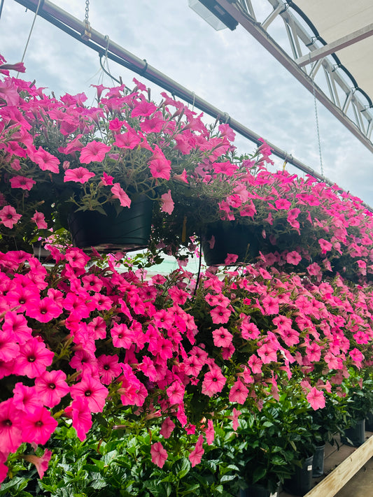 Hanging Baskets