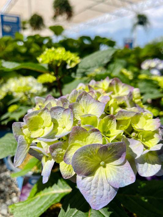 Hydrangeas