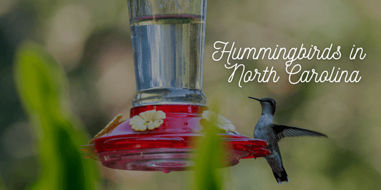 Ruby-throated hummingbird feeding in North Carolina