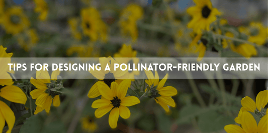 yellow black eye susan flowers with tips for designing a polllinator-friendly garden