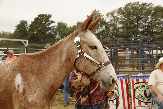 What You Need for Mule Days from DeWayne's!