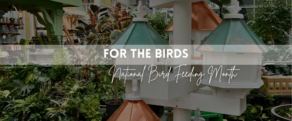 Garden center with a variety of plants and birdhouses