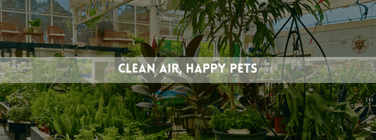 photo of a variety of indoor plants located in a garden center atrium with text overlay: Beat the winter Blues