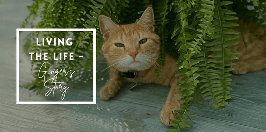 Tabby cat peaking through a fern