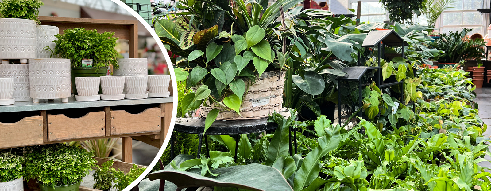 Collage of plants in the greenhouse atrium at Dewayne's in Selma, NC minutes from Raleigh, Cary, Clayton, Garner, Smithfield, Goldsboro
