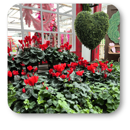Blooming Vibrant Red Cyclamen for Cozy Winter Spaces in the atrium at Dewayne's in Selma, NC minutes from Raleigh, Cary, Clayton, Garner, Smithfield, Goldsboro 
