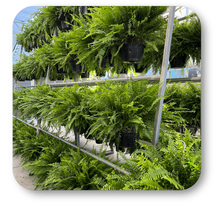 Hanging Boston ferns  in the garden center at Dewayne's in Selma, NC minutes from Raleigh, Cary, Clayton, Garner, Smithfield, Goldsboro 