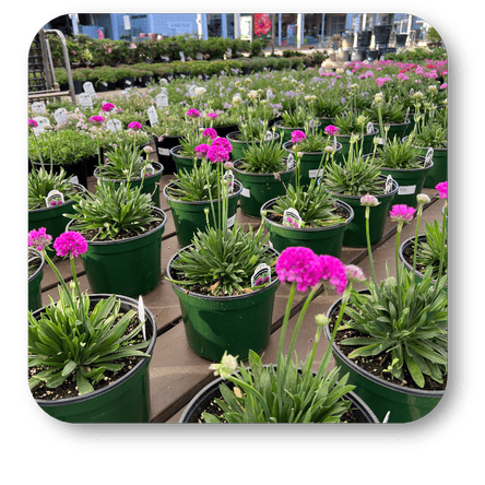 Potted Sea thrift plants with pink flowers in the garden center at Dewayne's in Selma, NC minutes from Raleigh, Cary, Clayton, Garner, Smithfield, Goldsboro 