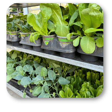 Row of potted vegetables starters  in the garden center at Dewayne's in Selma, NC minutes from Raleigh, Cary, Clayton, Garner, Smithfield, Goldsboro
