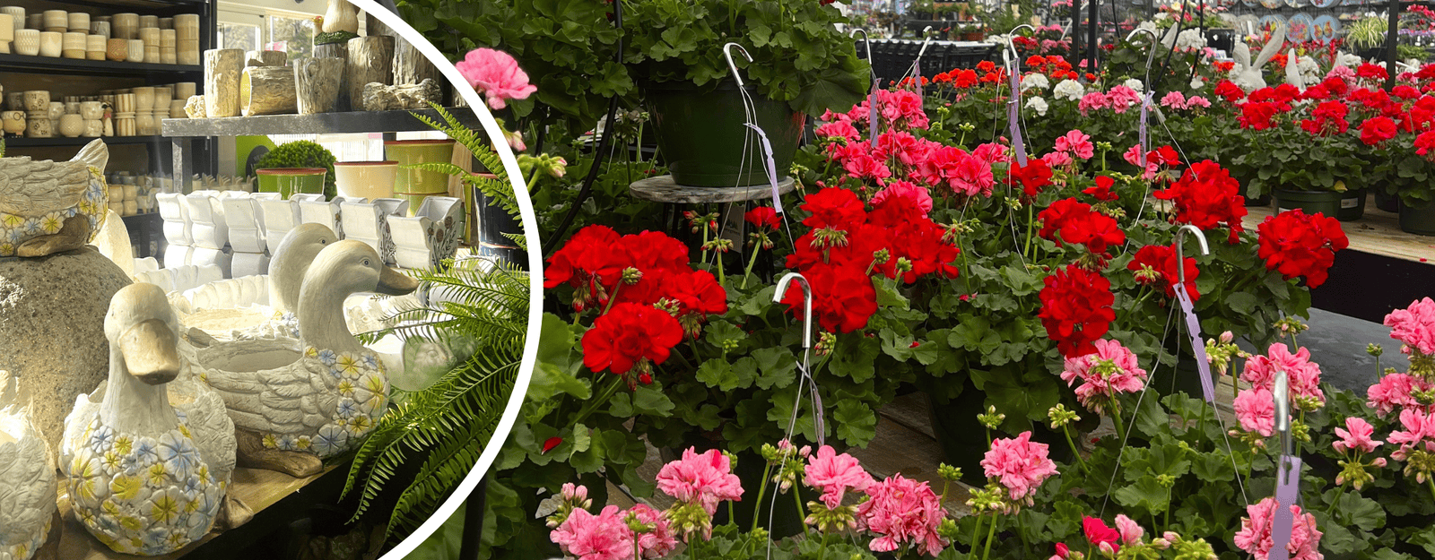 red and pink geraniums with a close-up of decorative duck planters in the greenhouse atrium at Dewayne's in Selma, NC minutes from Raleigh, Cary, Clayton, Garner, Smithfield, Goldsboro