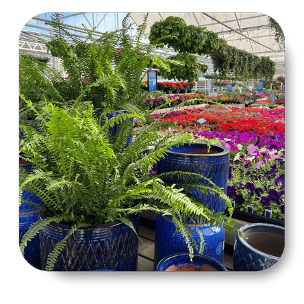 Boston Ferns, decorative blue planters, and potted flowers in the garden center dept of Dewayne's in Selma, NC minutes from Raleigh, Cary, Clayton, Garner, Smithfield, Goldsboro