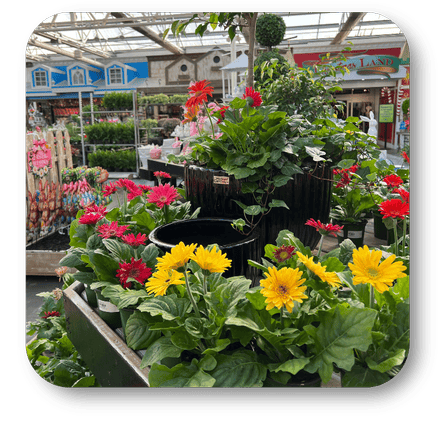 colorful potted gerbera daisies  in the greenhouse atrium at Dewayne's in Selma, NC minutes from Raleigh, Cary, Clayton, Garner, Smithfield, Goldsboro 