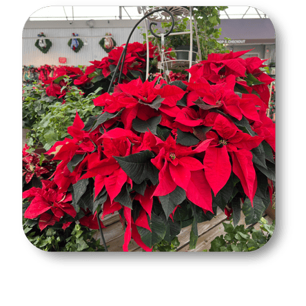 Hanging basket of red poinsettias in the atrium at Dewayne's in Selma, NC minutes from Raleigh, Cary, Clayton, Garner, Smithfield, Goldsboro