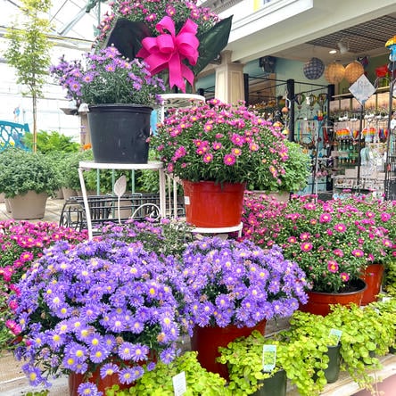 Display of potted flowers in the garden center at Dewayne's