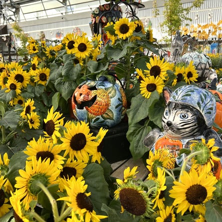 sunflowers at Talavera pottery in the garden center at Dewayne's