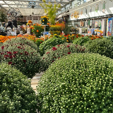 large mum plants in the atrium at Dewayne's garden center