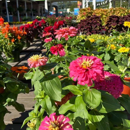 zinnias in the garden center at Dewayne's