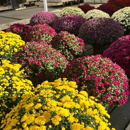 Balls of colorful fall mums including yellow, pink, and purple at Dewayne's in Selma, NC