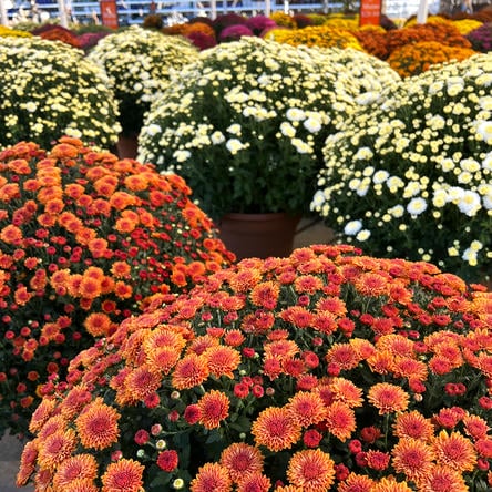 Bountiful display of potted mums in various colors including orange, red, and white at Dewayne's in Selma, NC