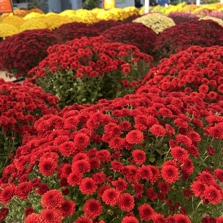 red mums at Dewayne's in Selma, NC
