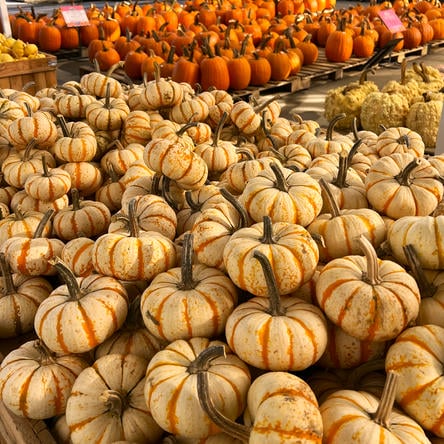 Display of small striped pumpkins at Dewayne's in Selma, NC