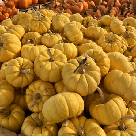 Stack of yellow pumpkins at Dewayne's in Selma, NC