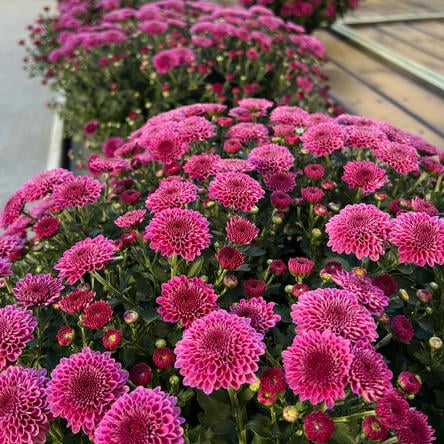 purple mums at Dewayne's in Selma, NC