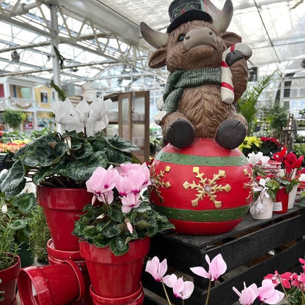 Decorative Highland cow with a red ball and flowers in a greenhouse setting at Dewayne's in Selma, NC minutes from Raleigh, Cary, Clayton, Garner, Smithfield, Goldsboro