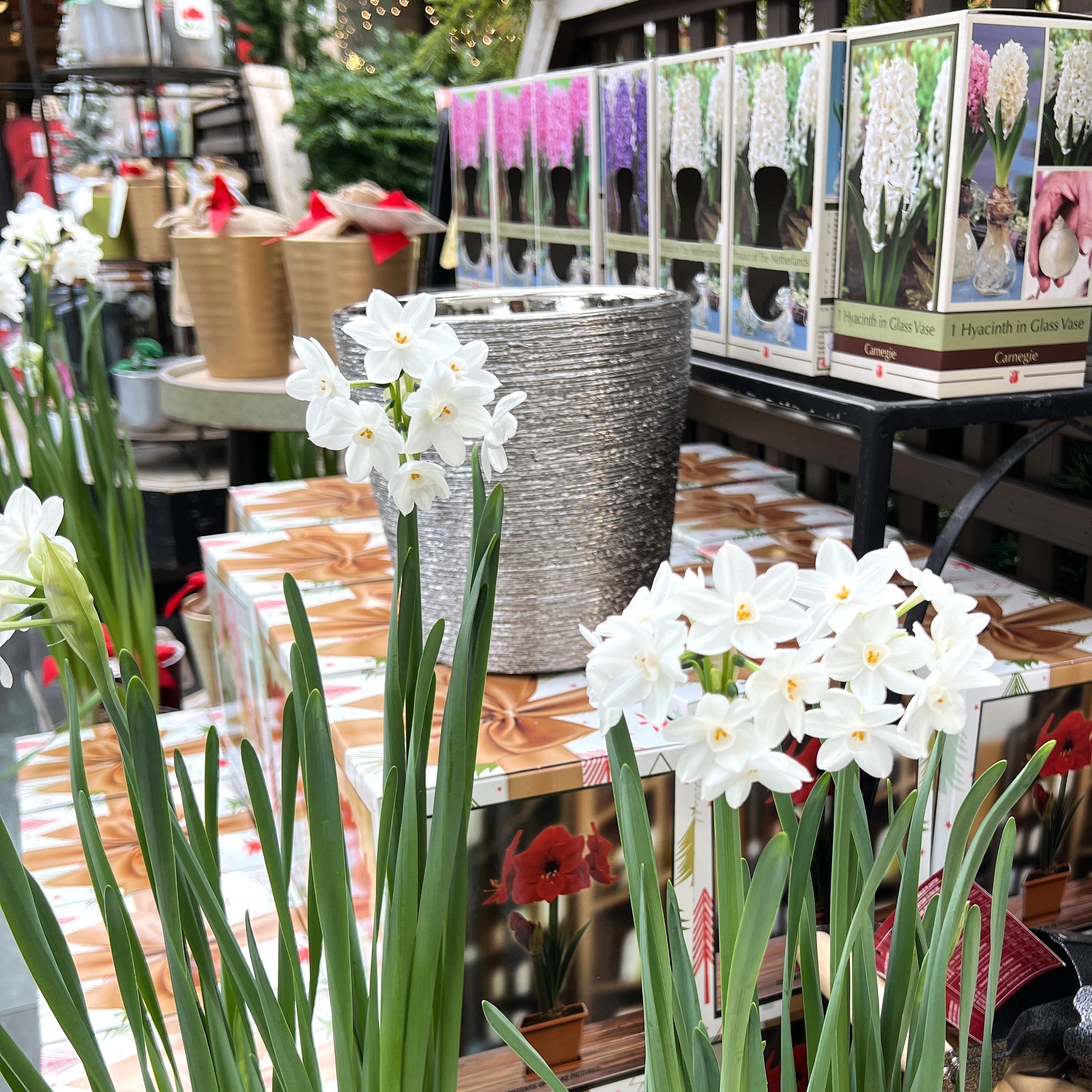 White paperwhite narcissus plants at Dewayne's in Selma, NC minutes from Raleigh, Cary, Clayton, Garner, Smithfield, Goldsboro