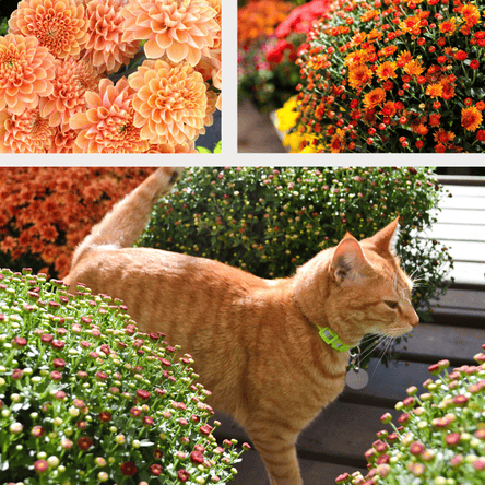 Our cat Ginger among the mums at Dewayne's in Selma, NC