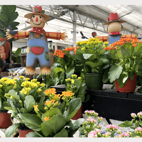 decorative yard Scarecrows among potted plants in a greenhouse at dewayne's