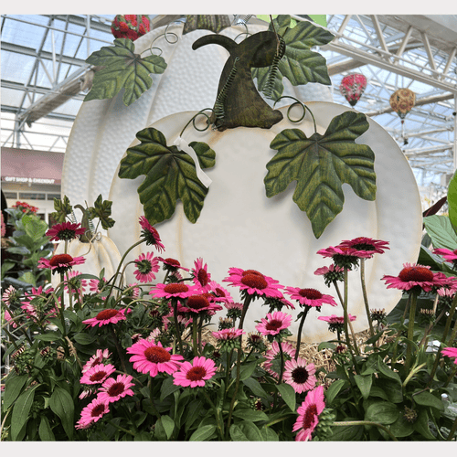 Decorative white pumpkin signs with green leaves and pink flowers in greenhouse at dewayne's