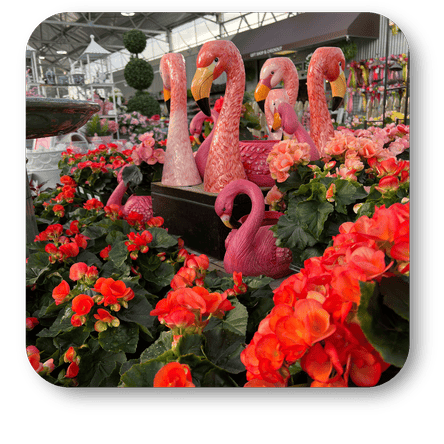 Pink flamingo decorations among red Rieger begonias in the greenhouse atrium at Dewayne's in Selma, NC minutes from Raleigh, Cary, Clayton, Garner, Smithfield, Goldsboro 