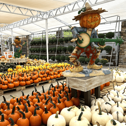 Pumpkin display with decorative statue in a greenhouse setting at Dewayne's