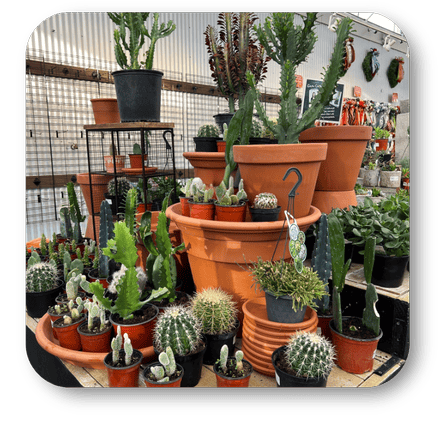 Collection of potted cactus plants in the greenhouse atrium at Dewayne's in Selma, NC minutes from Raleigh, Cary, Clayton, Garner, Smithfield, Goldsboro
