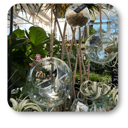 Clear glass hanging terrariums  in the greenhouse atrium at Dewayne's in Selma, NC minutes from Raleigh, Cary, Clayton, Garner, Smithfield, Goldsboro