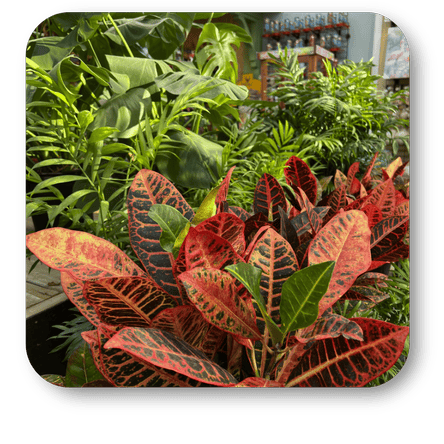 Colorful leafy croton plants  in the greenhouse atrium at Dewayne's in Selma, NC minutes from Raleigh, Cary, Clayton, Garner, Smithfield, Goldsboro
