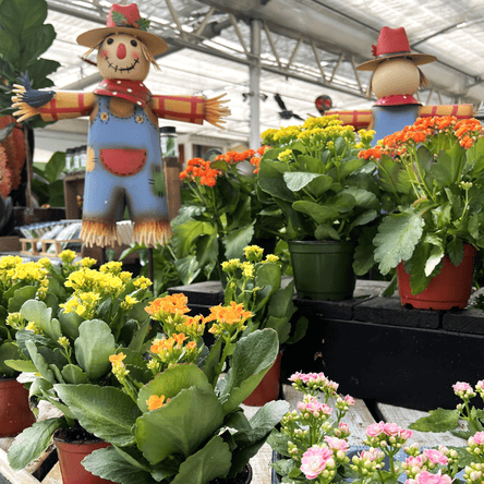 Scarecrows and potted plants in a greenhouse setting in the garden center at dewayne's
