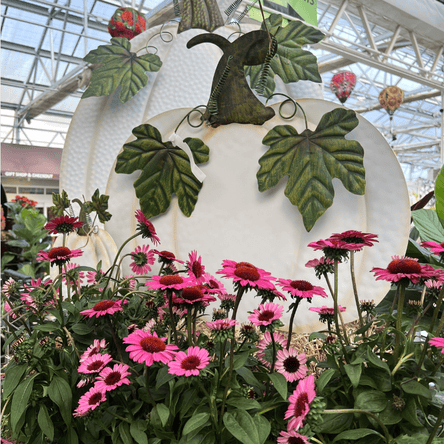 Decorative white pumpkin yard signs with green leaves surrounded by pink flowers in a greenhouse setting in the garden center at dewayne's