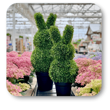 Two green topiary plants shaped like bunnies surrounded by pink hydrangeas  in the greenhouse atrium at Dewayne's in Selma, NC minutes from Raleigh, Cary, Clayton, Garner, Smithfield, Goldsboro 