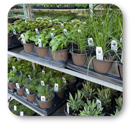 Shelves with potted veggies and herbs in the garden center at Dewayne's in Selma, NC minutes from Raleigh, Cary, Clayton, Garner, Smithfield, Goldsboro