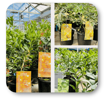 Collage of potted citrus trees - in the garden center at Dewayne's in Selma, NC minutes from Raleigh, Cary, Clayton, Garner, Smithfield, Goldsboro