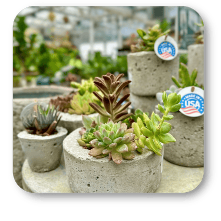 Collection of potted cacti in the greenhouse atrium at Dewayne's in Selma, NC minutes from Raleigh, Cary, Clayton, Garner, Smithfield, Goldsboro