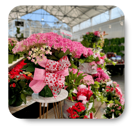 flowering blooming pants with pink ribbons in the greenhouse at Dewayne's in Selma, NC minutes from Raleigh, Cary, Clayton, Garner, Smithfield, Goldsboro