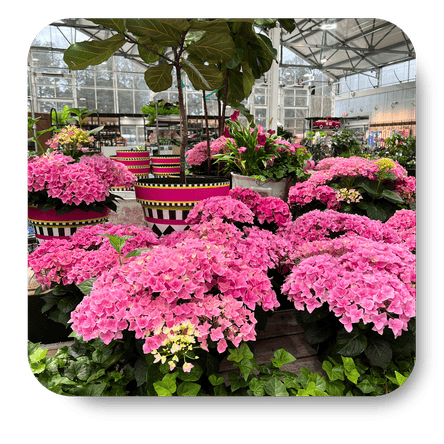 Pink Hydrangeas in the garden center dept of Dewayne's in Selma, NC minutes from Raleigh, Cary, Clayton, Garner, Smithfield, Goldsboro