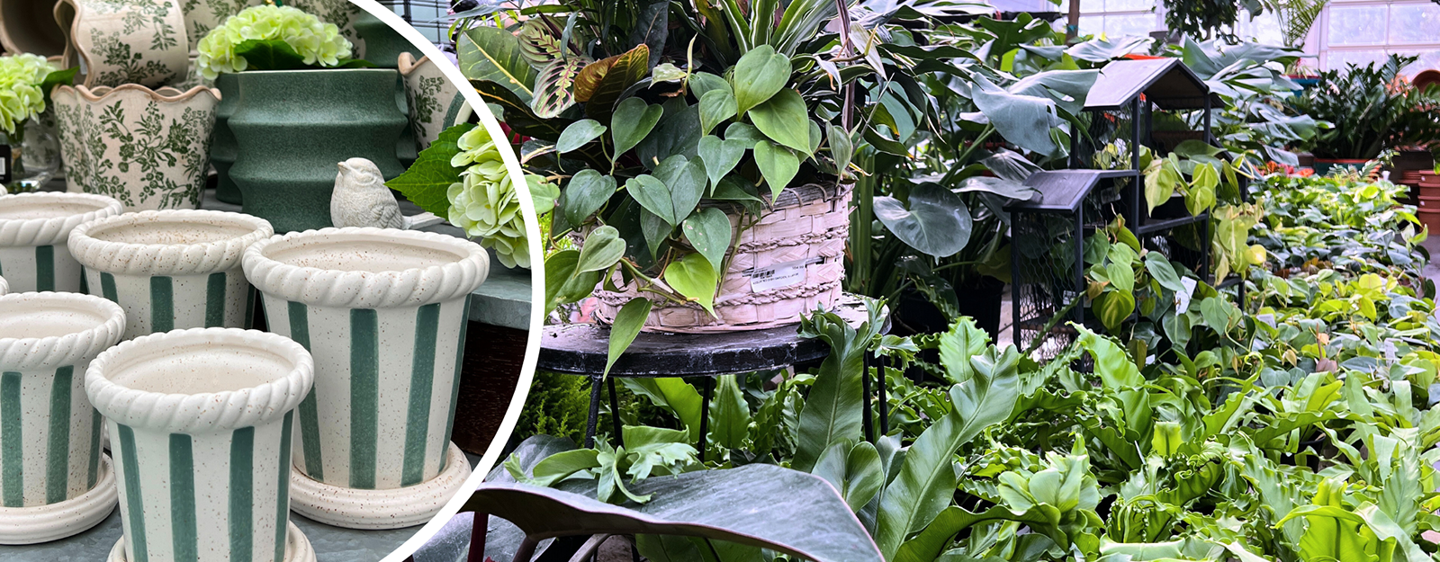 Collage of plants and ceramic pots in the greenhouse atrium at Dewayne's in Selma, NC minutes from Raleigh, Cary, Clayton, Garner, Smithfield, Goldsboro