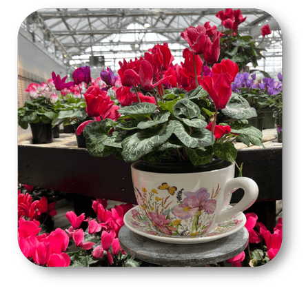 teacup planters and flowers in the atrium at Dewayne's in Selma, NC minutes from Raleigh, Cary, Clayton, Garner, Smithfield, Goldsboro 