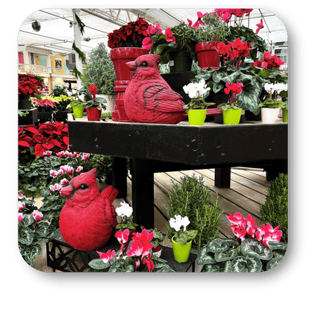 Red cardinal bird sculptures and potted cyclamen plants in a greenhouse setting at Dewayne's in Selma, NC minutes from Raleigh, Cary, Clayton, Garner, Smithfield, Goldsboro
