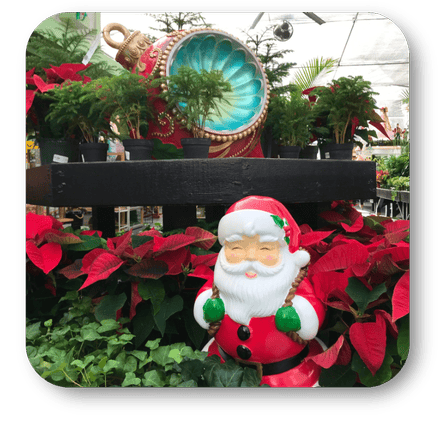 Decorative Santa figure with poinsettias and a large ornament in a greenhouse setting at Dewayne's in Selma, NC minutes from Raleigh, Cary, Clayton, Garner, Smithfield, Goldsboro