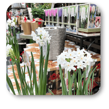 Potted Holiday paper white flowers at Dewayne's in Selma, NC minutes from Raleigh, Cary, Clayton, Garner, Smithfield, Goldsboro